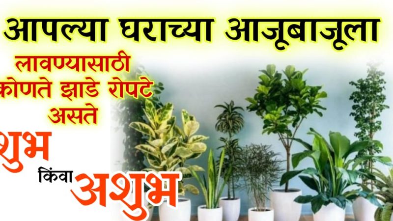 घरात कोणते झाड-रोप लावणे शुभ असते.? एकदा अवश्य वाचा नाहीतर होईल खूपच पच्छाताप.!
