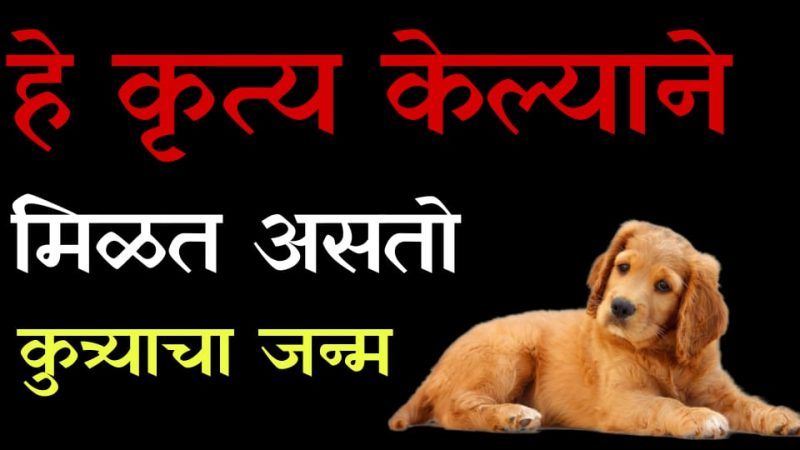 हे काम केल्याने मिळत असतो कुत्र्याचा जन्म; पहा काय आहे यामागील खरं सत्य.!