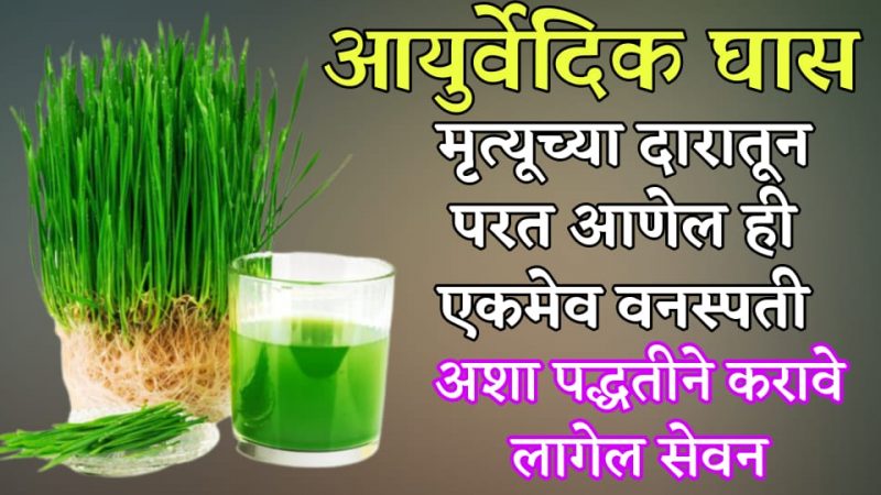 अंथरूनासी खीळलेला माणसाला तंदुरस्त करणारी करणारी चमत्कारी वनस्पती; आजारातून बरे झालेले आवश्य करा वापर.!