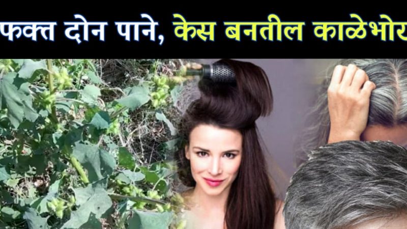 रस्त्याच्या कडेच्या या वनस्पतीच्या पानाचा रस करेल तुमचे पांढरे झालेले केस मुळापासून काळे, केसांना मिळेल नैसर्गिक रंग.!