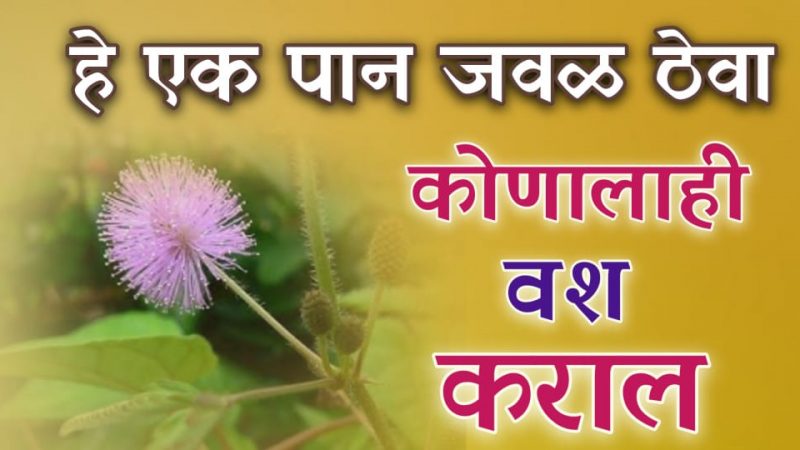 कायम या झाडाचे पान जवळ ठेवा; समोरची व्यक्ती तुम्ही म्हणाल ते सर्व ऐकेल.!