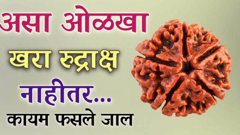 खरा रुद्राक्ष ओळखण्यासाठी वापरा हि पद्धत; आयुष्यात कधी फसण्याची वेळ येणार नाही.!