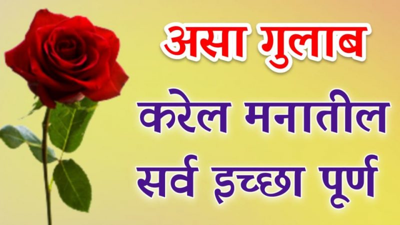 असा गुलाब असेल तर तुमच्या मनातल्या सर्व इच्छा होतील पूर्ण; करा या गुलाबाचा असा वापर.!