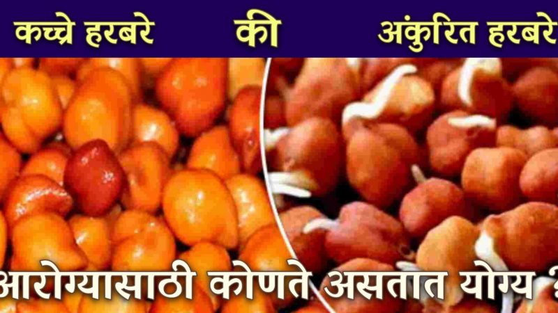 चणे कच्चे खावे कि उकळून खावे.? जाणून घ्या चणे खाण्याचे हे चमत्कारिक फायदे.!