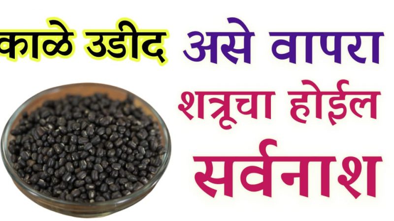 काळे उडीद करतील शत्रूचा नाश; कोणतीही काळ्या प्रकारची जादू होईल पूर्णपणे नष्ट.!