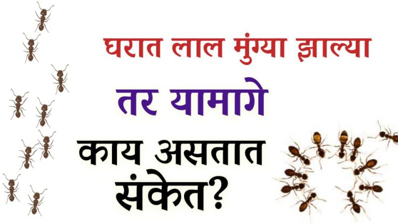 घरात लाल मुंग्या झाल्या तर नेमके काय घडते.? काय आहेत यामागील संकेत.!