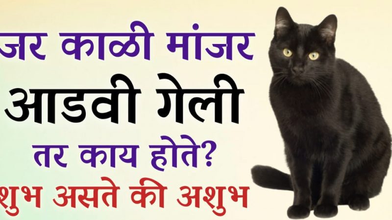 जर मांजर आडवी गेली तर काय होते.? खरंच मांजर आडवे जाणे अशुभ असते का.? जाणून घ्या यामागील सत्य.!