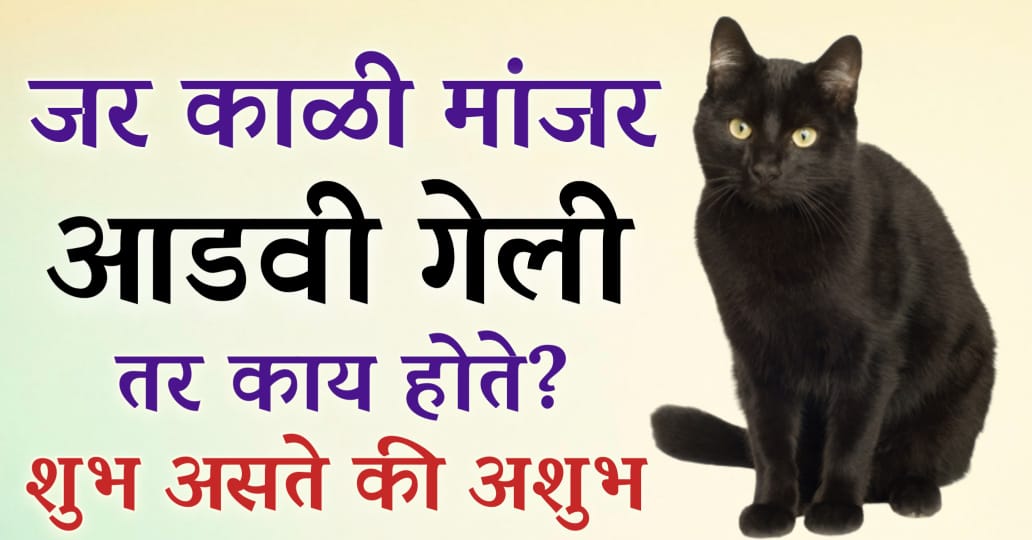 जर मांजर आडवी गेली तर काय होते.? खरंच मांजर आडवे जाणे अशुभ असते का.? जाणून घ्या यामागील सत्य.!