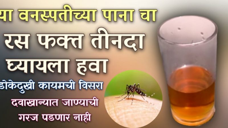 अंथरूणासी खीळलेला माणूस तंदुरुस्त करणारी चमत्कारी वनस्पती; गुडघेदुखी, सायटिका, कंबरदुखी, पाठदुखी होईल बंद.!