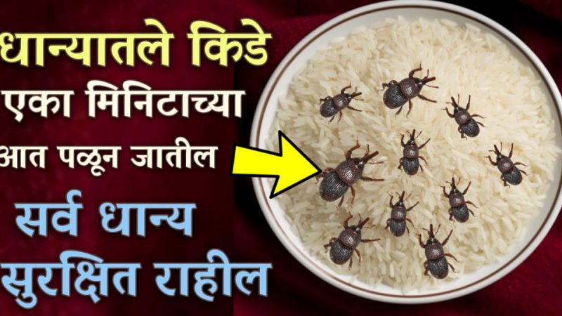 धान्यातील कीड 1 मिनिटात पळून जाईल; फक्त वापरा घरातील हे दोन पदार्थ.!