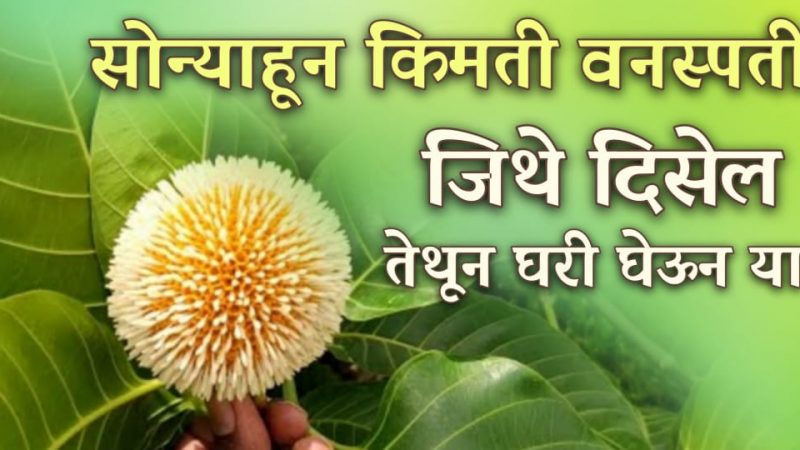 कोणताही वि’षा’री विंचू चावला तर करा हा उपाय; फक्त 1 मिनीटातच पूर्ण विष उतरेल.!