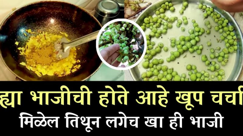 ही भाजी संक्रमण नष्ट करतेय.? ग्रामीण भागात होतेय एकच चर्चा; तुम्हाला मिळाली तर आवश्य खा ही भाजी.!