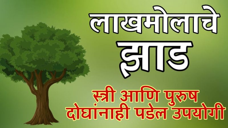 खूपच लाखमोलाचे झाड आहे वड; स्त्री आणि पुरुष यांच्या समस्या वर आहे वरदान, करा फक्त हा एक उपाय.!