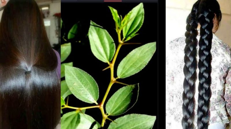 बोराची पाने केस केस गळणे करतील कायमचे बंद; फक्त या पानांचा अशाप्रकारे करा वापर.!