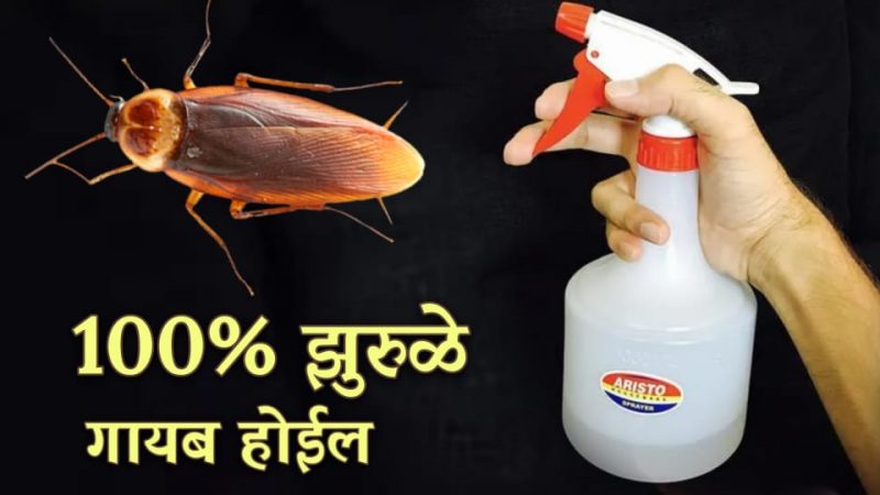 हातातून वेळ जाण्यापूर्वी हा उपाय एकदा नक्की करा; 100% झुरळे मरून खल्लास होतील.!