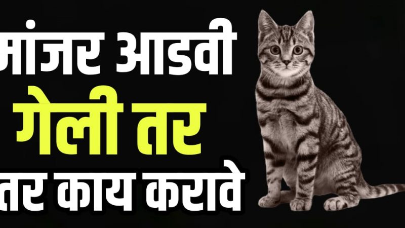 मांजर कधी आडवी गेली तर ना घाबरता करा फक्त हि एक गोष्ट.!