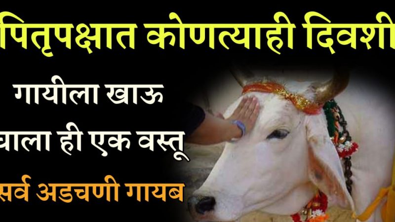 पितृपक्षामध्ये कोणत्याही दिवशी गाईला खाऊ घाला ही 1 वस्तू, घरातील सर्व अडचणी दूर होतील.!