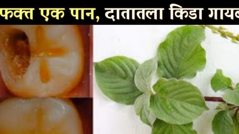 एकाच वेळी दात दुखी आणि दातामध्ये जमा झालेली कीड दूर करण्याचा प्रभावी असा एक उपचार.!