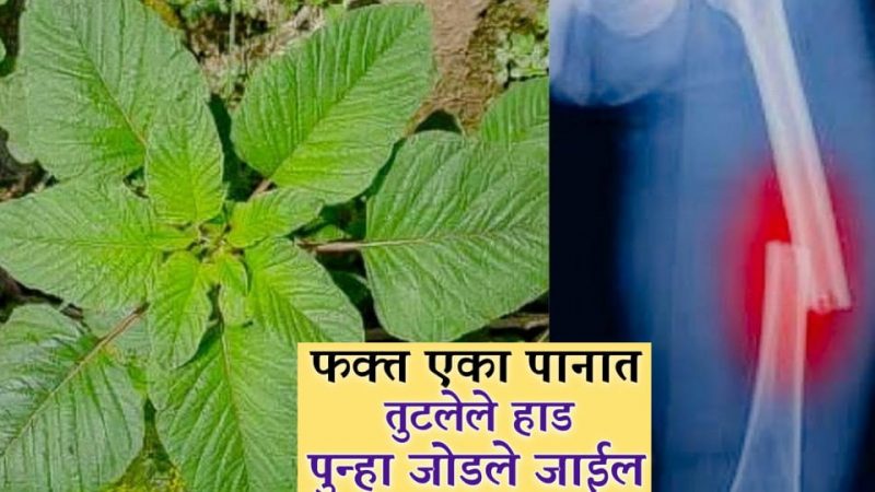 तूटलेल्या हाडांवर गुणकारी असा उपचार; २४ तासांमध्ये तुमचे तुटलेले हाड जोडले जाईल.!