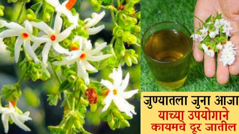 सांधेदुखीची समस्या पासून व्हा मुक्त; फक्त या वनस्पतीच्या सहाय्याने सांधेदुखी, गुडघेदुखी लवकरच होईल दूर.!