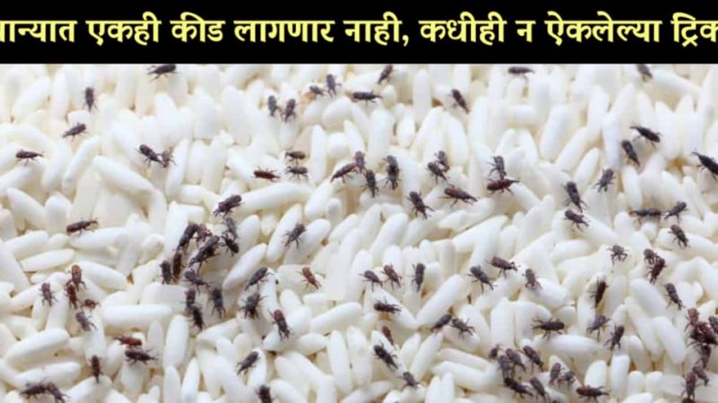 कडधान्याला किड लागू नये यासाठी कधीही न ऐकलेल्या 2 सोप्या ट्रिक्सचा वापर जरूर करा.!