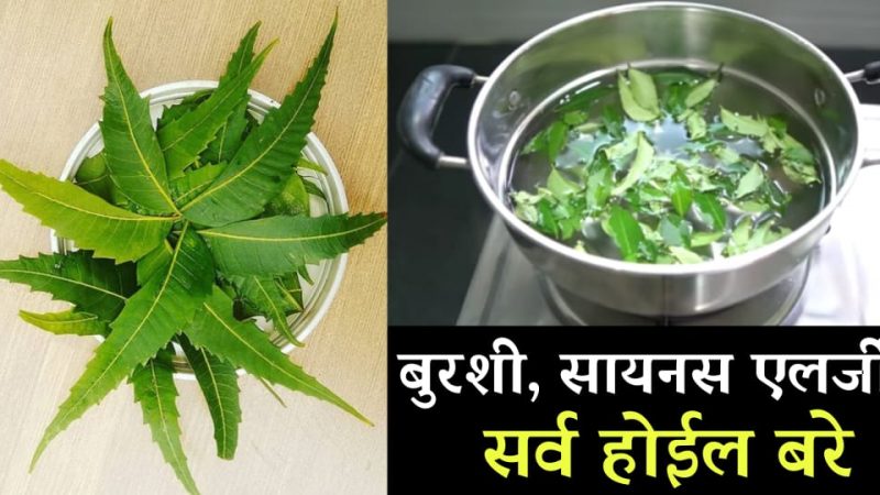 या 4 पानांचा वापर असा करा; बुरशी, सायनस, अलर्जी, नाकाचे हाड वाढणे यासारख्या समस्या होतील गायब.!