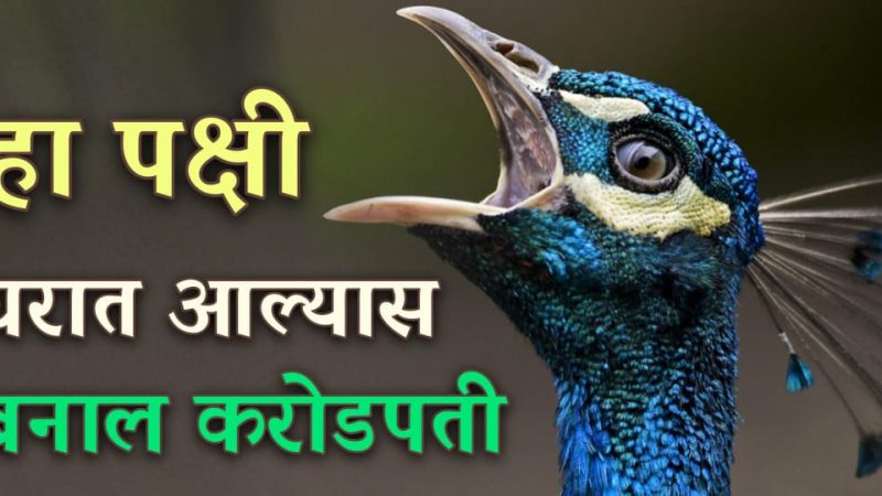 हा पक्षी घरात आल्यावर तुम्ही व्हाल करोडपती; जाणून घ्या यामागील खरं सत्य.!