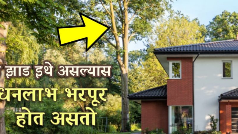 घराच्या पश्चिम दिशेला जर असेल हे झाड तर घरात कधीच पैशाची कमतरता भासणार नाही.!