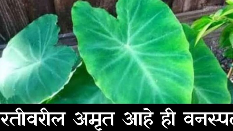 या पानांचे हे आहेत औषधी गुणधर्म; मिळतील इतके फायदे कि तुम्हीसुद्धा व्हाल आश्चर्यचकित.!