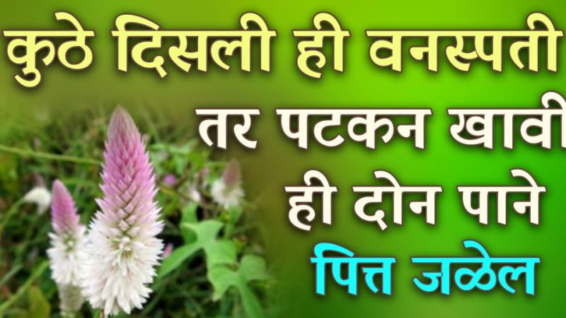 रत्याच्या कडेची हि वनस्पती दिसताच 4 पाने खा; पोट जुलाब लागल्यासारखे साफ होईल.!