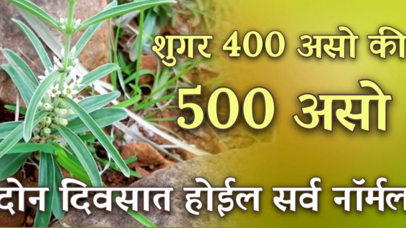 शुगर 400 असो की 500 रस्त्याच्या कडेची ही वनस्पती शुगर करेल पूर्ण नॉर्मल; मधुमेहाच्या सर्व गोळ्या होतील बंद.!