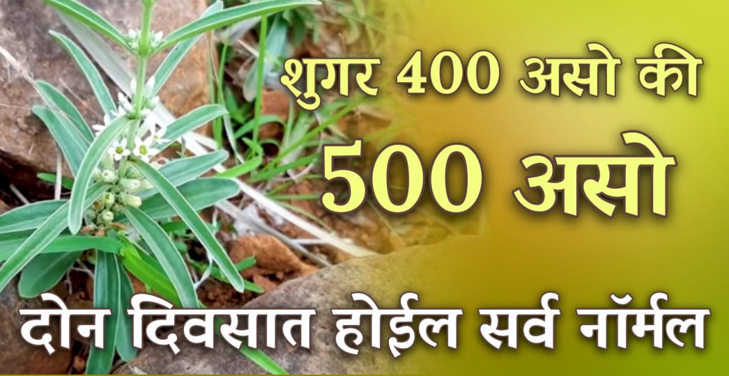 शुगर 400 असो की 500 रस्त्याच्या कडेची ही वनस्पती शुगर करेल पूर्ण नॉर्मल; मधुमेहाच्या सर्व गोळ्या होतील बंद.!