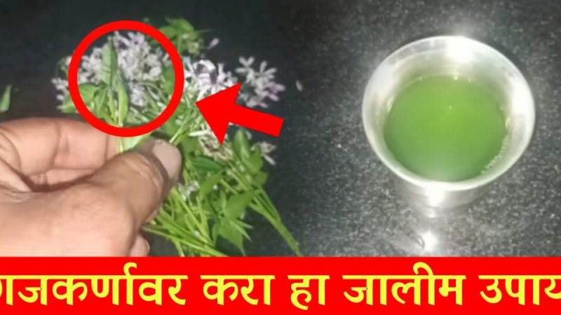 फक्त ही 3 पाने अशी वापरा; खाज, खरूज, फंगल इन्फेक्शन त्वचारोग, यापासून मिळेल लगेच आराम.!