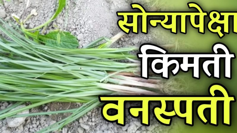 सोन्यापेक्षा मौल्यवान आहे हि वनस्पती; एक नाही तर अनेक आजारांवर आहे रामबाण औषध.!