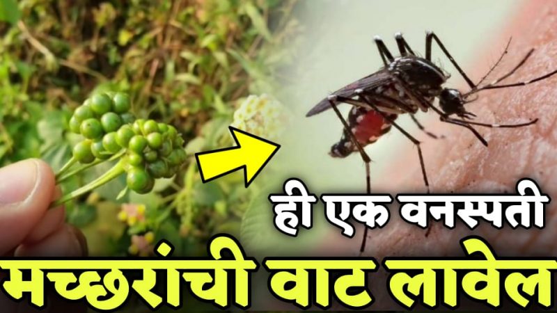 तुमच्या घरातील डास पळवून लावेल हा एक घरगुती उपाय; डास पुन्हा घरात येण्याची हिम्मतच करणार नाहीत.!