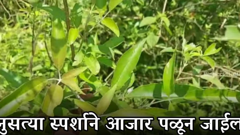 निरगुडीच्या पाल्याचा हा फायदा तुम्ही कधीच ऐकला नसेल; फक्त पानांच्या स्पर्शाने आजार पळून जातील.!