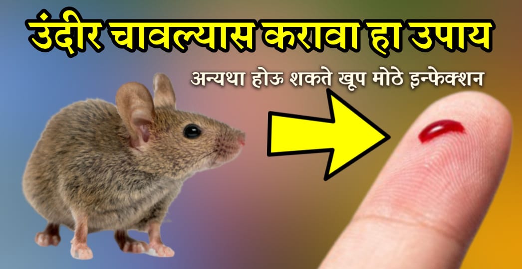 उंदीर चावल्यावर काय होते.? उंदराने चावल्यावर काय केले पाहिजे.? खूपच कमी लोकांना माहितेय याची खरी माहिती.!