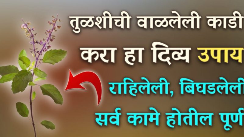 तुळशीची वाळलेली काडी, करा हा दिव्य उपाय; सारी बिघडलेली आणि राहिलेली कामे पूर्ण होतील.!