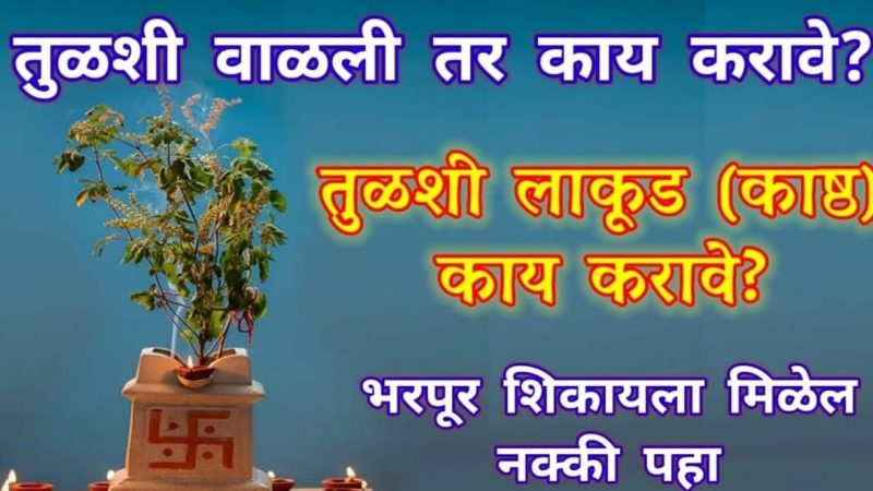 तुळशी वाळली तर काय करावे.? तुळशी लाकूड (काष्ठ) काय करावे.? एकदा नक्की जाणून घ्या.!