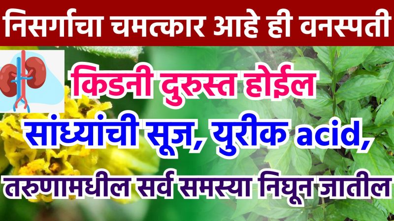 निसर्गाचा चमत्कार आहे ही वनस्पती, किडनी दुरुस्त होईल, सांध्यांची सूज, यूरिक ॲसिड, तरुणांमधील सर्व समस्या