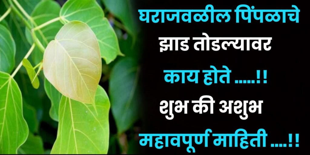 घराजवळील पिंपळाचे झाड तोडल्यावर काय होते ? काय असतात संकेत “शुभ की अशुभ” नक्की वाचा महत्वपूर्ण माहिती …..!!